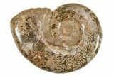 Jurassic Ammonite (Hemilytoceras) Fossil - Madagascar #226723-1